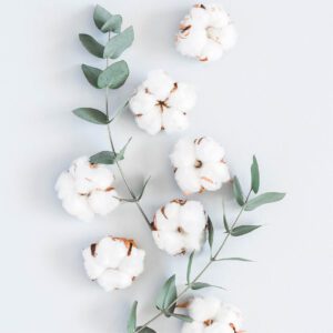 White cotton flowers and leaves on a white background.