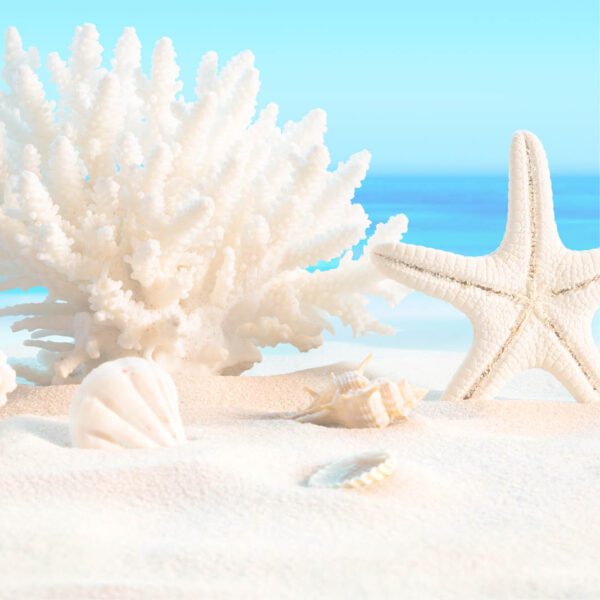 A white starfish and shells on the sand.