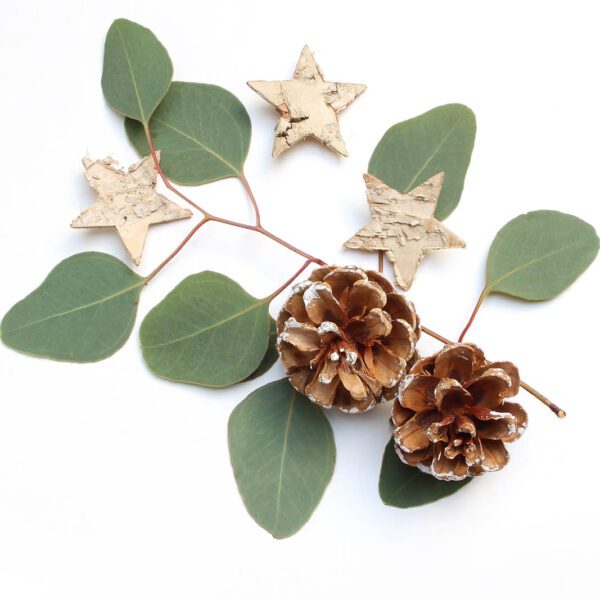 Eucalyptus leaves, pine cones and stars on a white background.