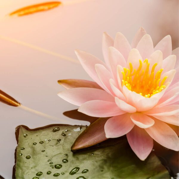 A pink water lily floating in a pond.